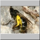 Lasioglossum quadrinotatulum - Furchenbiene w04 7mm Sandgrube Niedringhaussee det.jpg